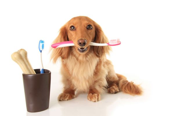 Cómo-limpiar-los-dientes-a-un-perro
